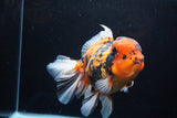 Giant Thai Oranda  Calico 7.5 Inch (ID#0110T13a-109)