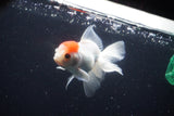 Juvenile Thai Oranda  Red Cap 4 Inch (ID#1025To13b-88) Free2Day SHIPPING