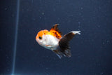 Baby Thai Oranda  Tricolor 2 Inch (ID#1115ToPTA-29) Free2Day SHIPPING