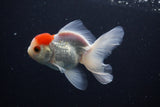 Juvenile Thai Oranda  Red Cap 4 Inch (ID#1025To13b-88) Free2Day SHIPPING