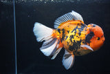 Giant Thai Oranda  Calico 7.5 Inch (ID#0110T13a-109)