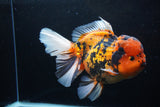 Giant Thai Oranda  Calico 7.5 Inch (ID#0110T13a-109)