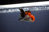 Baby Thai Oranda  Tricolor 2 Inch (ID#1115ToPTA-29) Free2Day SHIPPING