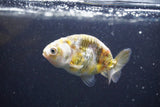 Baby Ranchu  Calico 2.5 Inch (ID#913R9c-18) Free2Day SHIPPING