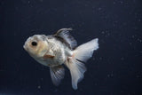 Juvenile Thai Oranda  Panda 4 Inch (ID#1025To13b-89) Free2Day SHIPPING