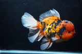 Giant Thai Oranda  Calico 7.5 Inch (ID#0110T13a-109)