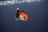 Baby Thai Oranda  Tricolor 2 Inch (ID#1115ToPTA-29) Free2Day SHIPPING