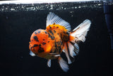 Giant Thai Oranda  Calico 7.5 Inch (ID#0110T13a-109)