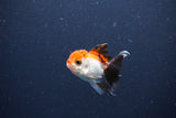 Baby Thai Oranda  Tricolor 2 Inch (ID#1115ToPTA-29) Free2Day SHIPPING