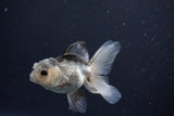 Juvenile Thai Oranda  Panda 4 Inch (ID#1025To13b-89) Free2Day SHIPPING