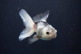 Juvenile Thai Oranda  Panda 4 Inch (ID#1025To13b-89) Free2Day SHIPPING