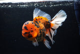 Giant Thai Oranda  Calico 7.5 Inch (ID#0110T13a-109)