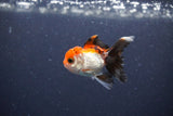 Baby Thai Oranda  Tricolor 2 Inch (ID#1115ToPTA-29) Free2Day SHIPPING