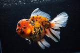 Giant Thai Oranda  Calico 7.5 Inch (ID#0110T13a-109)