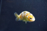 Baby Ranchu  Calico 3 Inch (ID#913R9c-19) Free2Day SHIPPING