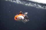 Baby Thai Oranda  Tricolor 2 Inch (ID#1115ToPTA-29) Free2Day SHIPPING