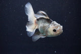 Juvenile Thai Oranda  Panda 4 Inch (ID#1025To13b-89) Free2Day SHIPPING