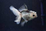 Juvenile Thai Oranda  Panda 4 Inch (ID#1025To13b-89) Free2Day SHIPPING