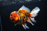 Giant Thai Oranda  Calico 7.5 Inch (ID#0110T13a-109)