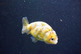 Baby Ranchu  Calico 3 Inch (ID#913R9c-19) Free2Day SHIPPING