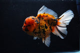 Giant Thai Oranda  Calico 7.5 Inch (ID#0110T13a-109)