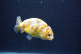 Baby Ranchu  Calico 3 Inch (ID#913R9c-19) Free2Day SHIPPING