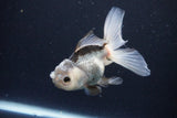 Juvenile Thai Oranda  Panda 4 Inch (ID#1025To13b-89) Free2Day SHIPPING