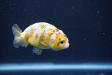 Baby Ranchu  Calico 3 Inch (ID#913R9c-19) Free2Day SHIPPING