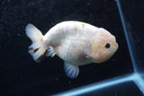 Milk Cow Ranchu  Calico 4.5 Inch (ID#207R10c-87) Free2Day SHIPPING