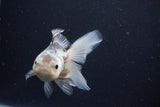 Juvenile Thai Oranda  Panda 4 Inch (ID#1025To13b-89) Free2Day SHIPPING