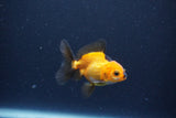 Baby Thai Oranda  Red Black 2.5 Inch (ID#1115ToPTA-30) Free2Day SHIPPING