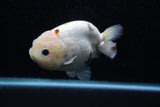 Milk Cow Ranchu  Calico 4.5 Inch (ID#207R10c-87) Free2Day SHIPPING