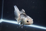 Juvenile Thai Oranda  Panda 4 Inch (ID#1025To13b-89) Free2Day SHIPPING