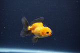 Baby Thai Oranda  Red Black 2.5 Inch (ID#1115ToPTA-30) Free2Day SHIPPING