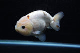Milk Cow Ranchu  Calico 4.5 Inch (ID#207R10c-87) Free2Day SHIPPING