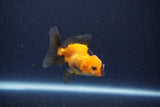 Baby Thai Oranda  Red Black 2.5 Inch (ID#1115ToPTA-30) Free2Day SHIPPING