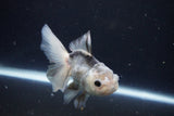 Juvenile Thai Oranda  Panda 4 Inch (ID#1025To13b-89) Free2Day SHIPPING