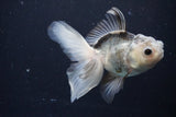 Juvenile Thai Oranda  Panda 4 Inch (ID#1025To13b-89) Free2Day SHIPPING