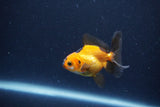 Baby Thai Oranda  Red Black 2.5 Inch (ID#1115ToPTA-30) Free2Day SHIPPING