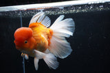 Giant Thai Oranda  Red White  7.5 Inch (ID#0110T13a-110)