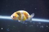 Baby Ranchu  Calico 2.5 Inch (ID#913R9c-20) Free2Day SHIPPING