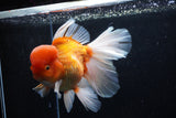 Giant Thai Oranda  Red White  7.5 Inch (ID#0110T13a-110)