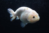 Milk Cow Ranchu  Calico 4.5 Inch (ID#207R10c-87) Free2Day SHIPPING