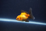 Baby Thai Oranda  Red Black 2.5 Inch (ID#1115ToPTA-30) Free2Day SHIPPING