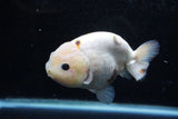 Milk Cow Ranchu  Calico 4.5 Inch (ID#207R10c-87) Free2Day SHIPPING