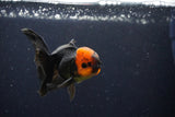 Juvenile Thai Oranda  Red Black 3.5 Inch (ID#1025To13b-90) Free2Day SHIPPING