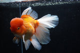 Giant Thai Oranda  Red White  7.5 Inch (ID#0110T13a-110)