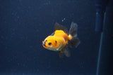 Baby Thai Oranda  Red Black 2.5 Inch (ID#1115ToPTA-30) Free2Day SHIPPING