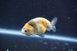 Baby Ranchu  Calico 2.5 Inch (ID#913R9c-20) Free2Day SHIPPING