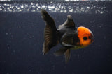 Juvenile Thai Oranda  Red Black 3.5 Inch (ID#1025To13b-90) Free2Day SHIPPING